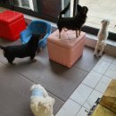 펫플러스라이프 이미지