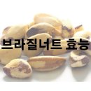 브라질너트 효능 및 효과 보관 부작용 먹는 법 이미지