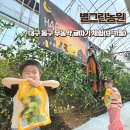 대영농원4농장 | 아이랑 대구 동구 별그린농원 무농약 귤따기 체험후기 농장이용도 가능