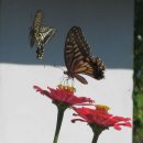 하촌할머니 이미지