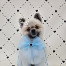 포댕포댕 이미지