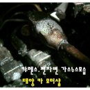 태양카모터샵 이미지