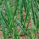 송진포항 이미지