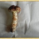 풍년들었네 - 시흥시 | 풍년들었네