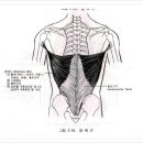 당신의 스윙을 찾아라(리뷰) #5. 광배근 검사 이미지