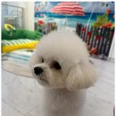 펫러버 그루밍 이미지