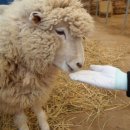 대관령 아기동물농장 이미지