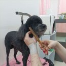 털찐댕댕이 이미지