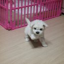 블럭비즈몬 이미지