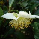 차나무 [tea-plant,Camellia sinensis] 이미지