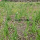 진전면101 이미지