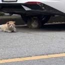 신전떡볶이 팽성점 이미지