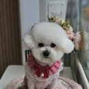 빠몽(PAWMONG) 이미지