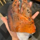H0509 | 내돈내산:) 인셀덤 찐 ! 리얼 후기
