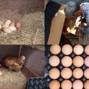 준2농장 이미지