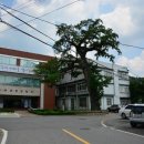 장수읍 싸리재로 이미지