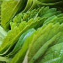 깻잎농원 이미지