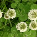 푸른산내들 이미지