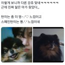 방탄 뷔 뮤직비디오에 나온 강아지 대반전 비하인드 이미지