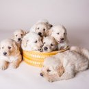 알로미시