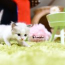 리터바이 이미지
