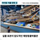 재미 쑥 말 걸기, 그림책 놀이 | 제주도 아이가 가장 좋아했던 제주해양동물박물관 강추!