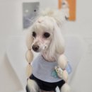 피카소동물병원 이미지