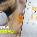 댕댕케어 이미지