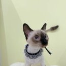 미야옹실 이미지