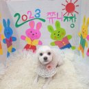 쮸니짱 펫살롱 이미지