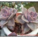 샤론2농장 이미지