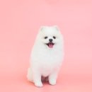 개님살롱 이미지