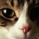 데본냥이 이미지