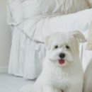 펫맘애 네이버블로그