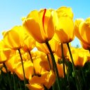 고운스킨 이미지