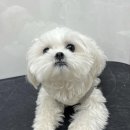 솔말티즈 이미지