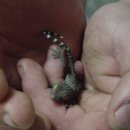 Tokay Gecko [Gekko Gecko] 완전 정복!!! 이미지