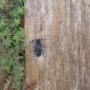 장수하늘소농장 이미지