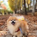 러브펫 반려동물장례식장 | 대구반려동물장례식장_비용(15만원~), 후기, 예약안내_대구반려견화장,대구고양이장례