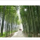 섬진강대숲길 이미지