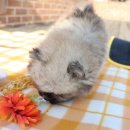 내 품안의 반려견 이미지