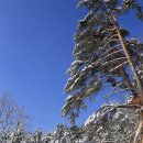 겨울 원대리 자작나무숲(회동-절골코스) 이미지