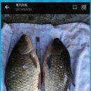 붕어의 신 이미지