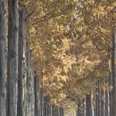 메타세콰이어길 이미지