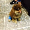 도그하우스 애견샵 이미지