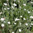 우단동자꽃 `알바` 아그로스템마 '흰우단동자'. Silene coronaria 'Alba' Lychnis cor 이미지