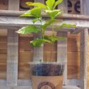 [장전동] 커피나무- 부산대 커피나무커피숍 검은콩의 정체. 이미지