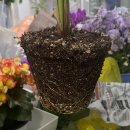 에뿌즈플라워 이미지