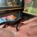 은하수빌딩 | 은하수 훔쳐온 거 아님?ㄷㄷㄷ 금박이 뉴트 성체 입고!!