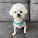 미용해주개 이미지